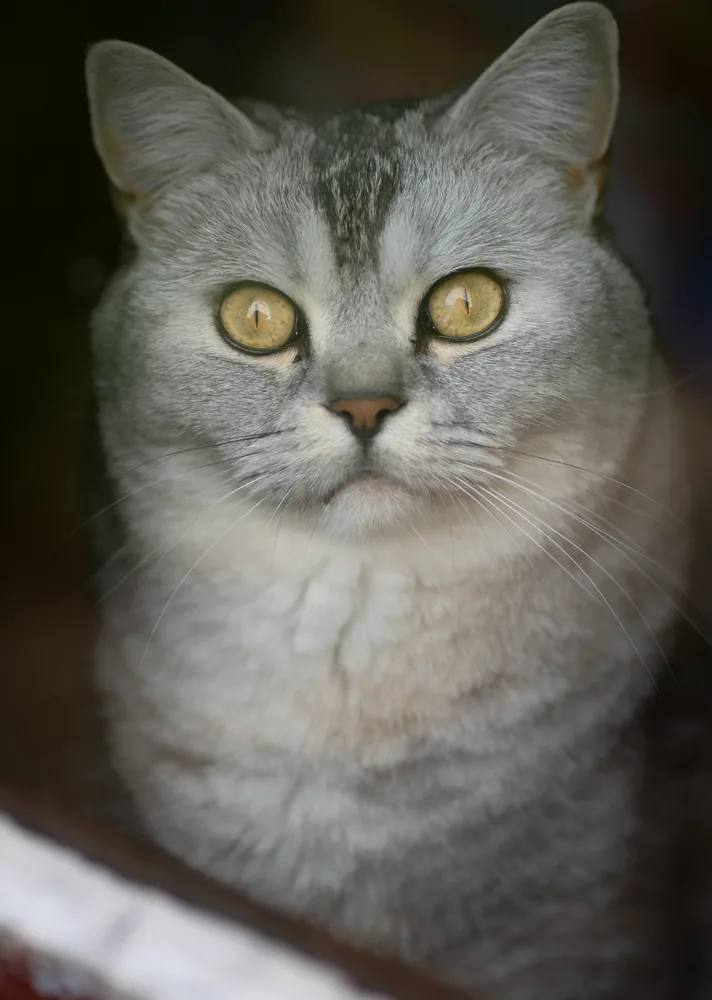 Close portrait of a silver cat with golden eyes